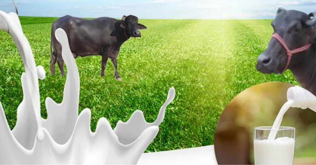 WellHealthOrganic Buffalo Milk Tag: Explore Benefits & Nutritional Facts