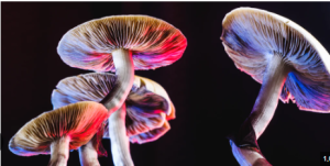 Magic Mushroom Gummies: Exploring Their Health Benefits and Uses