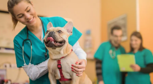 Graduating Veterinarian School? Why You Should Consider Disability Insurance